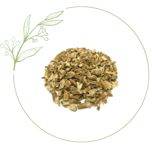 radice di echinacea difese immunitarie