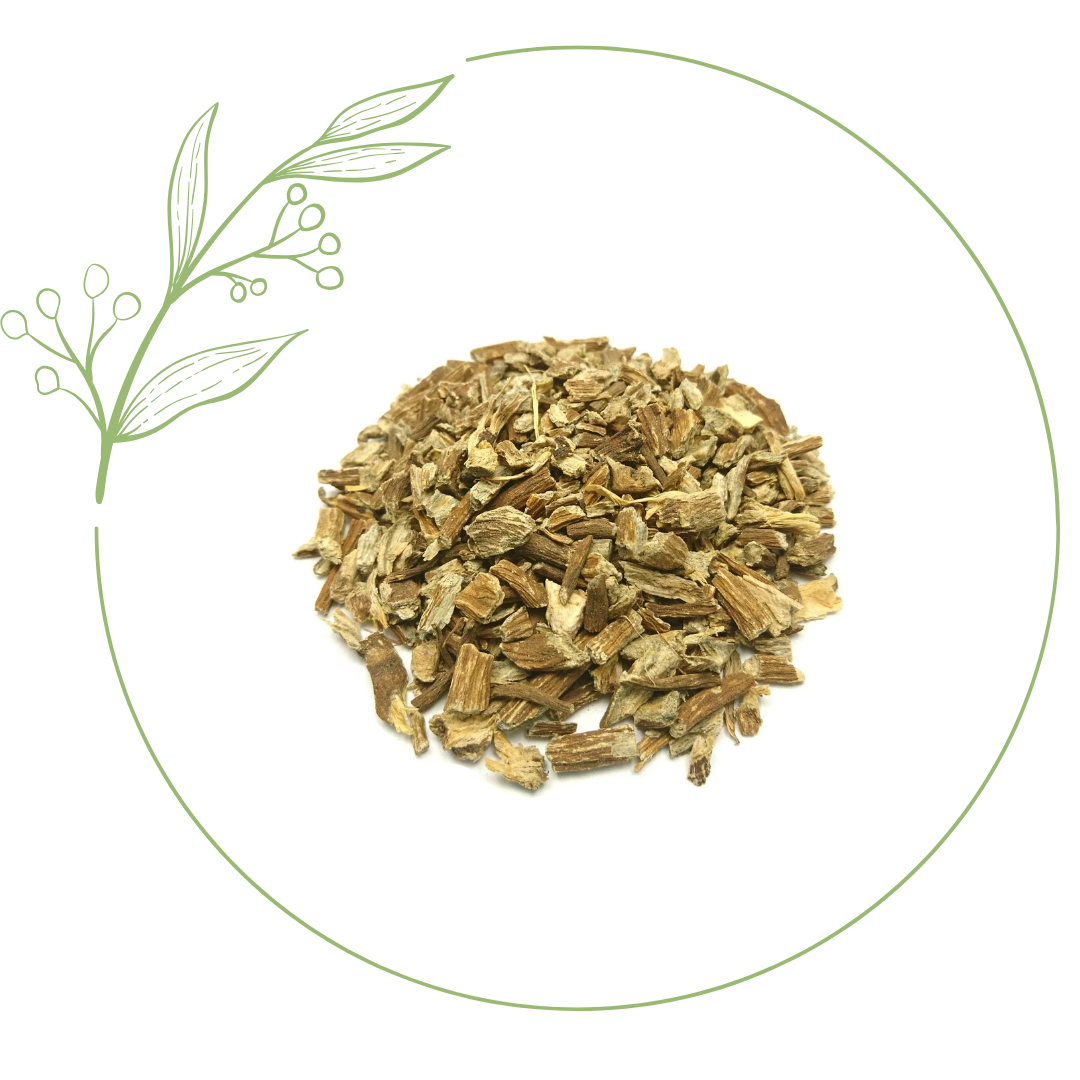 radice di echinacea difese immunitarie
