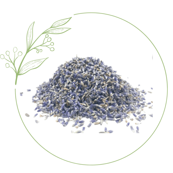 lavanda-fiori-tisana-erboristeria-rilassante