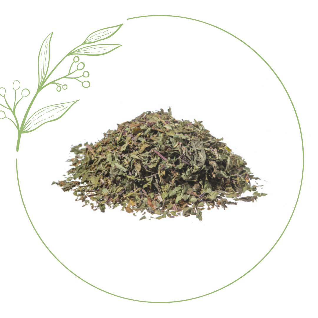 menta piperita taglio tisana